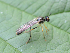 Dioctria linearis