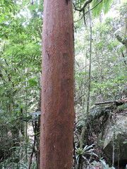 Eugenia multicostata