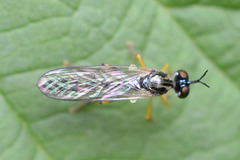 Dioctria linearis