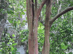 Eugenia multicostata