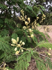 Senegalia bonariensis