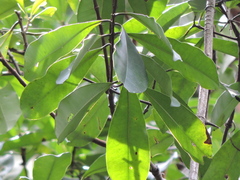 Eugenia multicostata