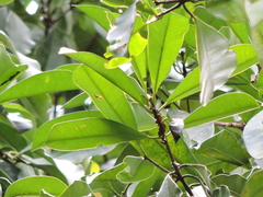 Eugenia multicostata