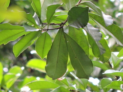 Eugenia multicostata