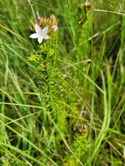 Roella glomerata