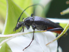 Stenurella nigra
