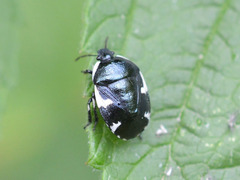 Tritomegas sexmaculatus