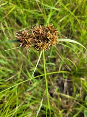 Cyperus sphaerospermus