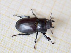 Lucanus cervus turcicus