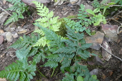 Asplenium