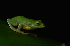 Zhangixalus taipeianus