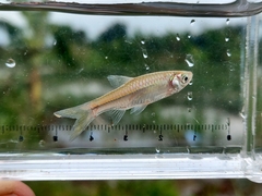 Rasbora argyrotaenia