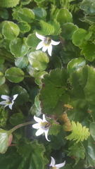 Lobelia oligophylla