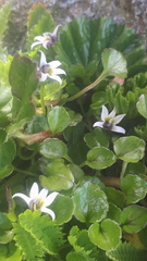Lobelia oligophylla