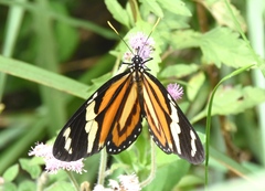 Lycorea halia discreta