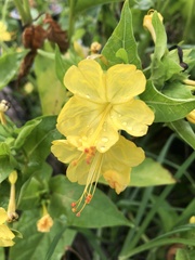 Mirabilis jalapa