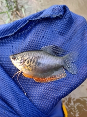 Trichopodus trichopterus