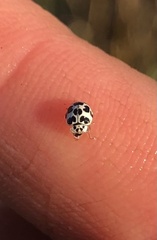 Psyllobora picta