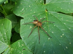 Dolomedes facetus