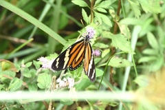 Lycorea halia discreta