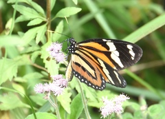 Lycorea halia discreta