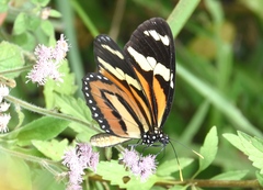 Lycorea halia discreta