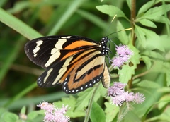 Lycorea halia discreta