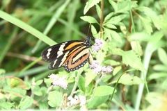 Lycorea halia discreta