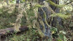 Abies religiosa