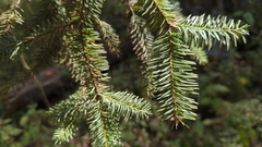 Abies religiosa
