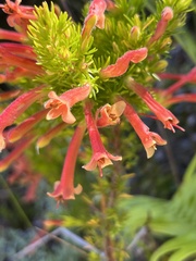 Erica curviflora curviflora