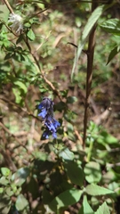 Salvia helianthemifolia