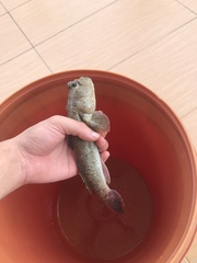 Periophthalmodon schlosseri