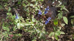 Salvia helianthemifolia