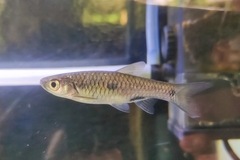 Rasbora elegans