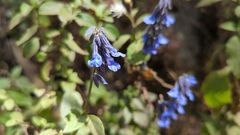 Salvia helianthemifolia