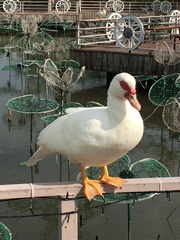 Cairina moschata domestica