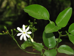 Jasminum fluminense