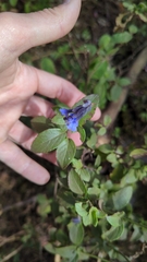 Salvia helianthemifolia