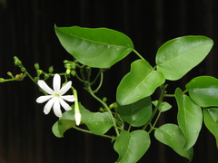 Jasminum fluminense