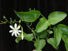 Jasminum fluminense