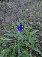 Anchusa hybrida