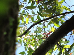 Xylopia brasiliensis
