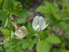Vicia grandiflora