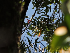 Xylopia brasiliensis