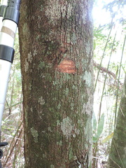 Xylopia brasiliensis