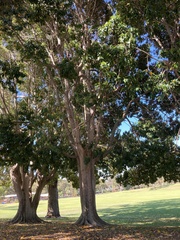 Ficus macrophylla