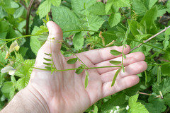 Vicia grandiflora