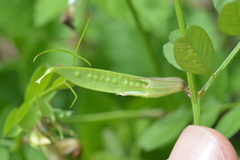 Vicia grandiflora