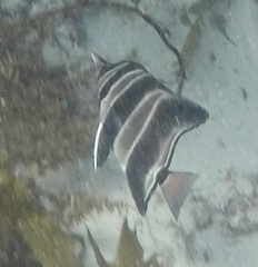Chelmonops curiosus